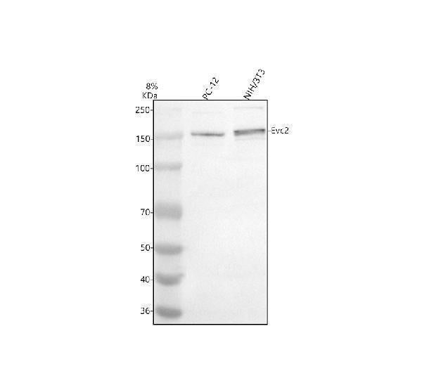 Anti-EVC2 Antibody Picoband®