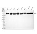 Anti-NUP93 Antibody Picoband®