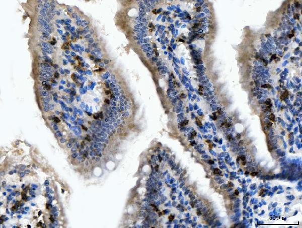 Anti-CD103/Itgae Antibody