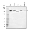 Anti-SFI1 Antibody Picoband®