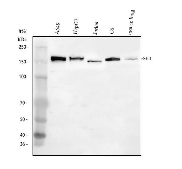 Anti-SFI1 Antibody Picoband®