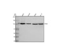 Anti-MIB2 Antibody Picoband®