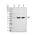 Anti-GPR3 Antibody Picoband®