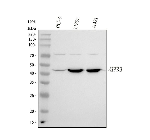 Anti-GPR3 Antibody Picoband®