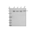 Anti-TAF3 Antibody Picoband®