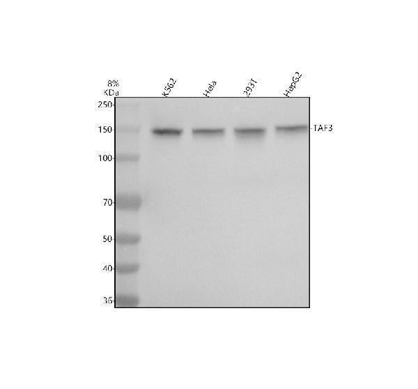 Anti-TAF3 Antibody Picoband®