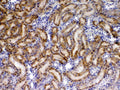 Anti-TIMP4 Antibody Picoband®
