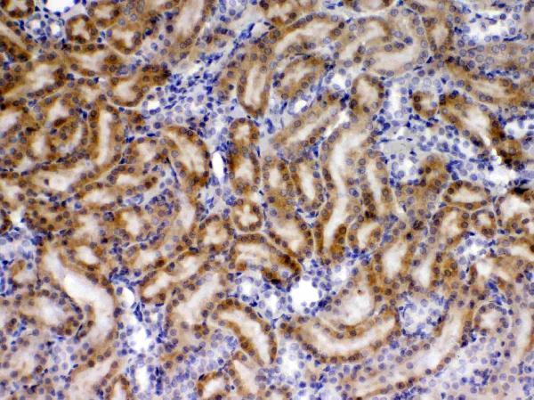 Anti-TIMP4 Antibody Picoband®