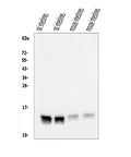 Anti-FABP6 Antibody Picoband®