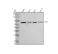 Anti-NUP85 Antibody Picoband®