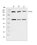 Anti-CEP250 Antibody Picoband®