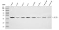 Anti-GTPBP9/OLA1 Antibody Picoband®