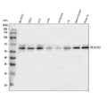 Anti-PKNOX1 Antibody Picoband®