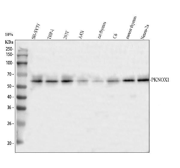 Anti-PKNOX1 Antibody Picoband®