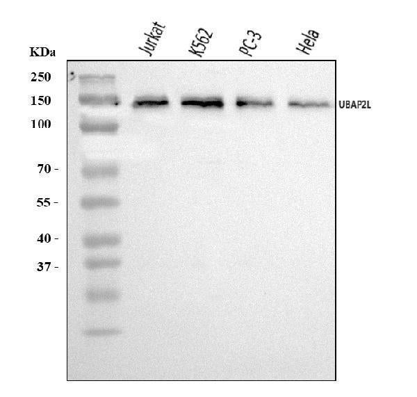 Anti-UBAP2L Antibody Picoband®