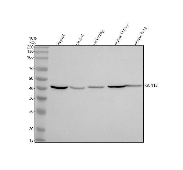 Anti-GCNT2 Antibody Picoband®