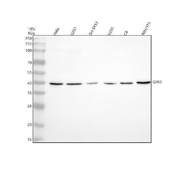 Anti-CMKLR2 Antibody Picoband®