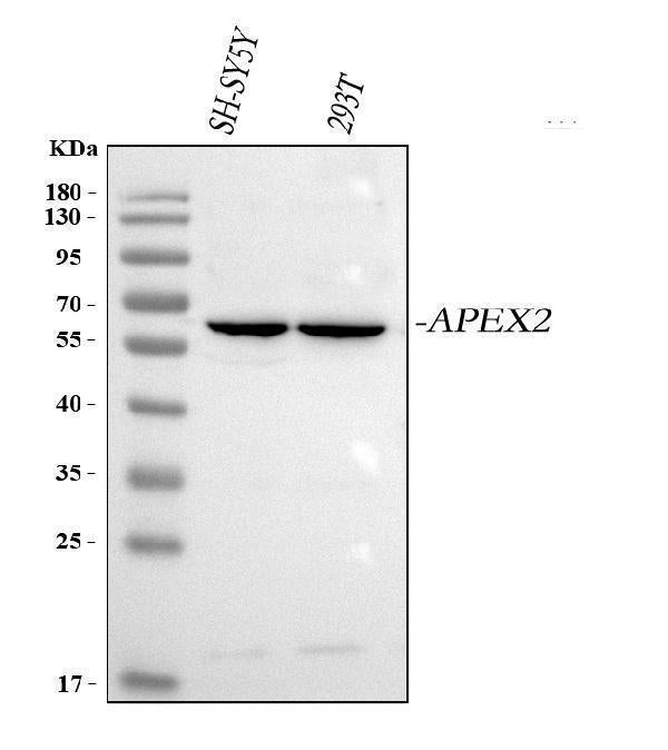 Anti-APEX2 Antibody Picoband®
