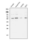 Anti-APEX2 Antibody Picoband®