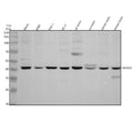 Anti-TRIM59 Antibody Picoband®