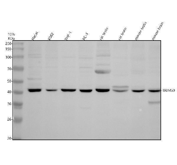 Anti-TRIM59 Antibody Picoband®