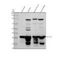 Anti-SULT1C2 Antibody Picoband®
