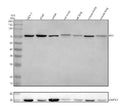 Anti-RYK Antibody Picoband®