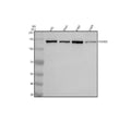Anti-FHOD1 Antibody Picoband®