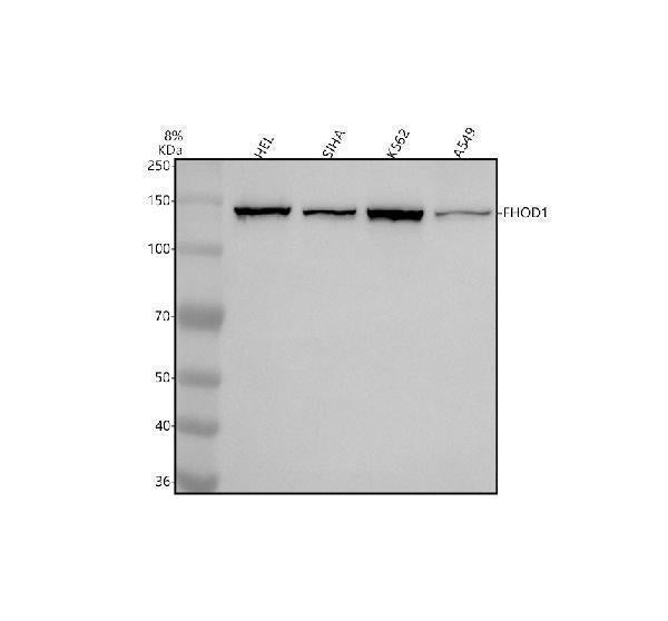 Anti-FHOD1 Antibody Picoband®