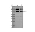 Anti-SLC6A19 Antibody Picoband®