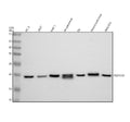 Anti-TMP21/TMED10 Antibody Picoband®