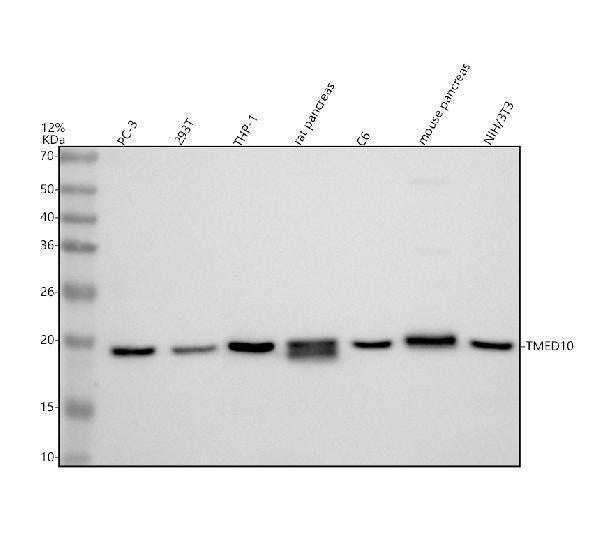 Anti-TMP21/TMED10 Antibody Picoband®