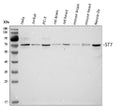Anti-ST7 Antibody Picoband®