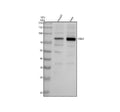 Anti-TNS4 Antibody Picoband®