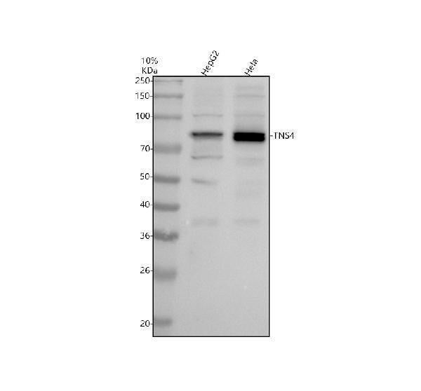 Anti-TNS4 Antibody Picoband®