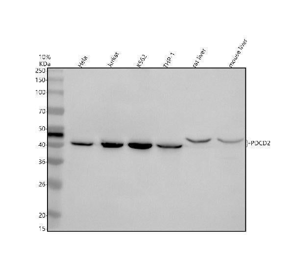 Anti-PDCD2 Antibody Picoband®