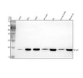 Anti-RPL24 Antibody Picoband®
