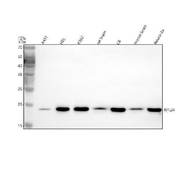 Anti-RPL24 Antibody Picoband®