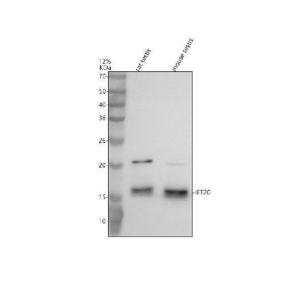 Anti-IFT20 Antibody Picoband®