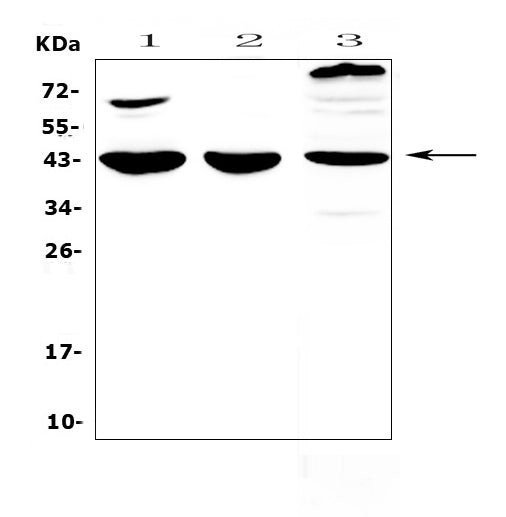 Anti-IL18 binding protein/Il18bp Antibody Picoband®