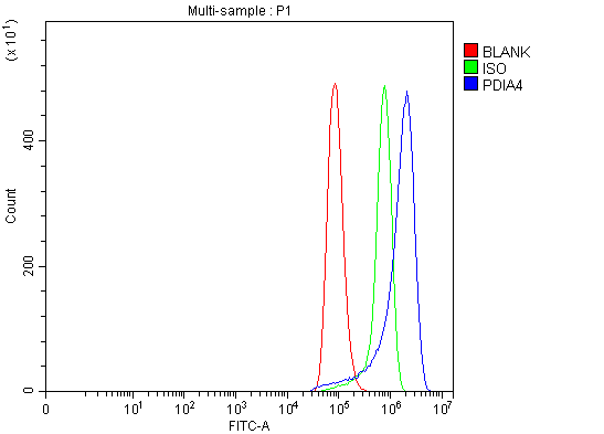Anti-ERp72/PDIA4 Antibody Picoband®