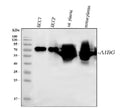 Anti-Alpha 1B-Glycoprotein/A1BG Antibody Picoband®