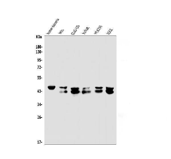 Anti-EAPP Antibody Picoband®