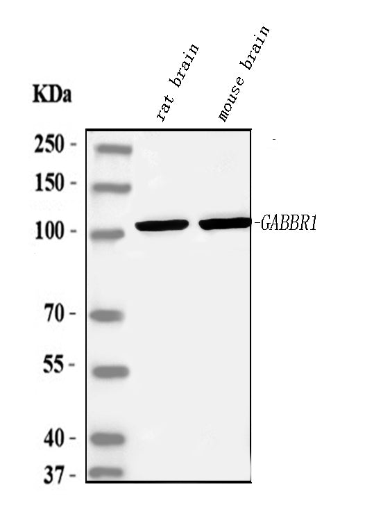 Anti-GABA B Receptor 1/GABBR1 Antibody Picoband®