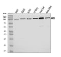 Anti-AASS Antibody Picoband®
