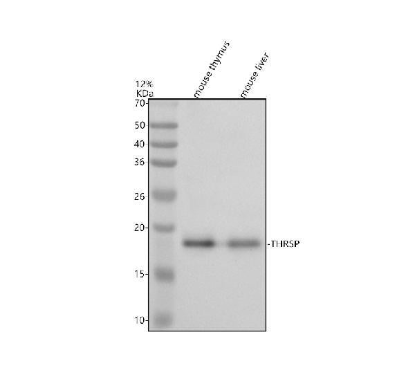 Anti-THRSP Antibody Picoband®