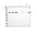Anti-GLMN Antibody Picoband®