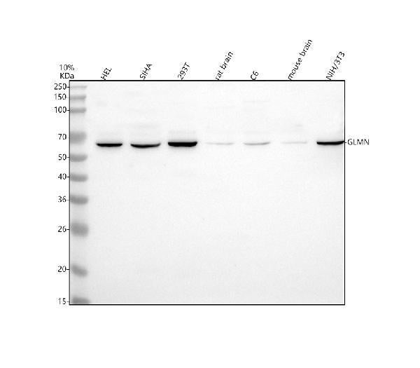 Anti-GLMN Antibody Picoband®