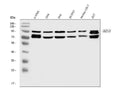 Anti-BBS9 Antibody Picoband®