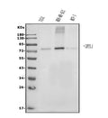 Anti-Grainyhead-like protein 1/GRHL1 Antibody Picoband®